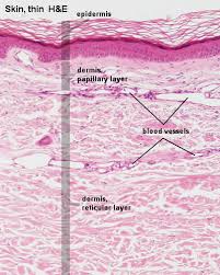 Skin tone variation among humans. Blue Histology Integumentary System