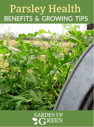 Garden Up Green Startle Garden And Quail Growing Organic Food Growing Parsley Organic Gardening
