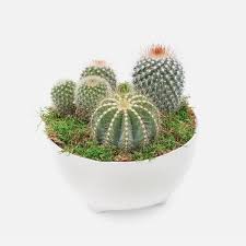 Mybageecha recommends using cacti for sustainable interior and bedroom decoration, especially since they produce oxygen while you sleep! 15 Best Options For Cactus Delivery In The Usa Petal Republic