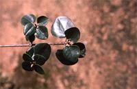 Image result for Androstachys johnsonii