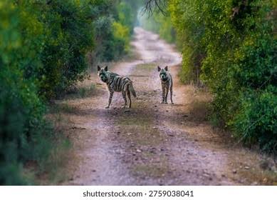 645 Indian Hyena Royalty-Free Images, Stock Photos & Pictures | Shutterstock