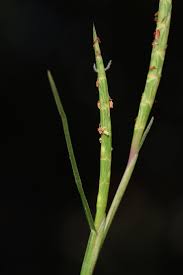 Image result for Hemarthria