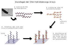Complementary dna, komplementäre dna) ist eine dna, die mit hilfe der reversen transkriptase meist aus mrna. Https Edoc Ub Uni Muenchen De 6634 1 Twellmeyer Jens Pdf