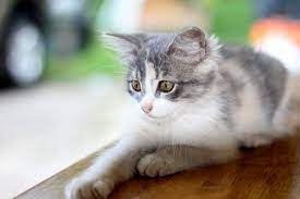 Cat Constipation Signs Symptoms Canna Pet