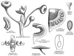 Image result for Monimiaceae