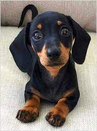 Cute Dachshund Puppy Dapple Dachshund Cute Dogs Dachshund Puppies