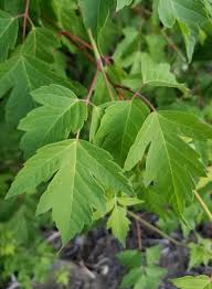 Image result for Acer negundo