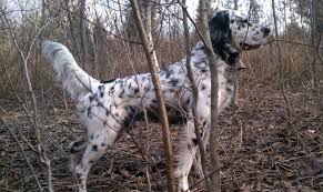Find english setters puppies & dogs for sale uk at the uk's largest independent free classifieds site. English Setter Puppies New Jersey Hunters