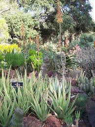 Image result for Aloe mzimbana