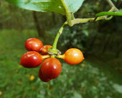 Image result for Monanthotaxis parvifolia