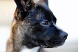 Maybe you would like to learn more about one of these? A List Of Names For Cross Breed Dogs This Mixed Dog Breeds List Helps You Know What To Call Dog Mixes Other Than A Mutt Dog The Dog Guide