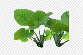 Senyawa lain yang dimiliki daun talas, yakni tanin yang dapat menunjang penyembuhan luka melalui fungsinya sebagai. Nelumbo Nucifera Colocasia Gigantea Batang Tanaman Daun Tanaman Rumput Hutan Png Pngegg