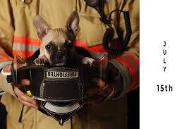 While loving our pets is something we do every day, the observance encourages helping out orphaned pet companions. Petchamp Blog