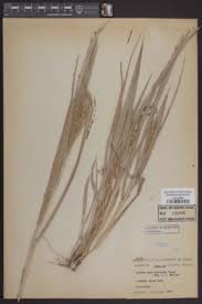 Image result for Panicum carneovaginatum