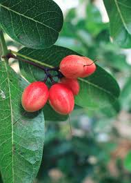 Image result for Synsepalum