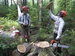 This species grows from maine along the appalachians and westward through the northern part of the great lake states. Sustainable Management Of White Tailed Deer And White Cedar From The Wildlife Professional The Wildlife Society