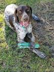 Home | Mile High German Shorthaired Pointer Rescue