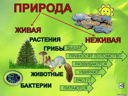 окружающий мир 3 класс проект разнообразие природы родного края Proekt Raznoobrazie Prirody Rodnogo Kraya Shkola I Vuz Nezavisimyj Portal 2020 God