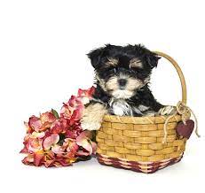 Has Deposit Tickle White Female Ckc Havamalt She S Excited About Meeting You Tlc Puppy Love Mini Schnauzer Puppies Puppies Morkie