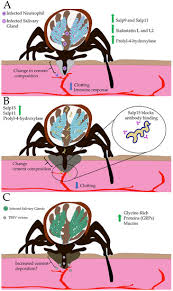 Voted winner of the locals love us — no. Ijerph Free Full Text Changing The Recipe Pathogen Directed Changes In Tick Saliva Components Html