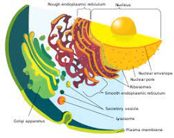 These cellular structures and cell junctions are elaborated in this tutorial. Cell Biology Wikipedia