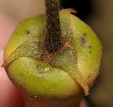 Image result for Friesodielsia obovata