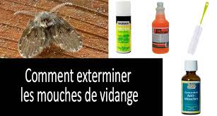 Commentaire Eliminer Les Mouches De Vidange Egouts 4 Meilleurs Gels Mousse Et Igr