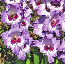 Image result for Gladiolus decoratus
