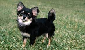 When it comes to training, sometimes manipulating the dog is very easy. Chihuahua Dog Breed Information