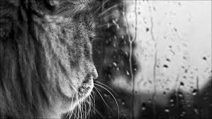 We did not find results for: La Gata Bajo La Lluvia Posts Facebook