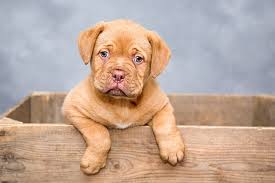 During 1788, pioneers to the ohio country established marietta as the first permanent settlement of the new united states in the territory northwest of the river ohio. Our Team Ohio Valley Veterinary Hospital