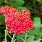 Image result for Kleinia abyssinica