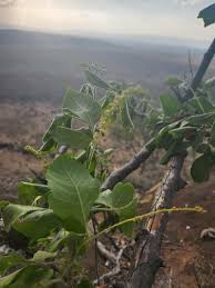 Image result for Allophylus rubifolius