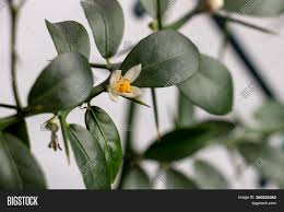Plant with small white flowers and thorns. Beautiful Scenery Image Photo Free Trial Bigstock