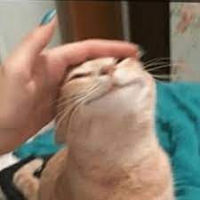 Petting Happy Cat Meme