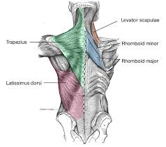 Shoulder anatomy, shoulder joints and muscles, shoulder structure anatomy, shoulder tendon anatomy, shoulder tendons ligaments. 8 Muscles Of The Shoulder Simplemed Learning Medicine Simplified