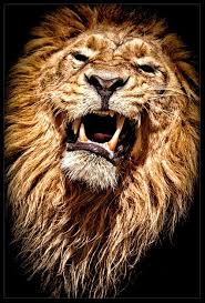 بسم الله الرحمن الرحيم Big Cats Animals Lion