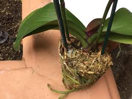 Image result for Microcoelia megalorrhiza