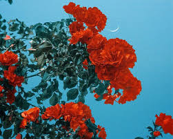 May 28, 2021 · hung over a dresser, the curious clash of opposing aspects makes for a charming and attractive focal point. Flower And Leaf Art Designboom Com