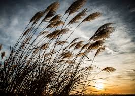 Image result for Agelanthus songeensis