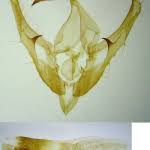 Image result for Syngrapha interrogationis