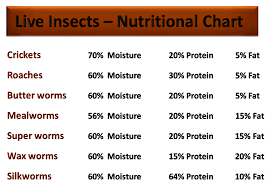 Bearded Dragon Food Chart Bearded Dragon Care B