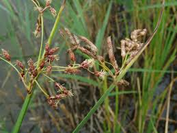 Image result for Schoenoplectus scirpoides