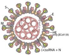 See more ideas about coronavirus,virus,covid19 vector, psd graphic and photo… Coronavirus Wikipedia