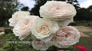 Tetapi bunga dia tak tahan lama, cepat je kelopaknya macam lebam, buruk. Bunga Ros Malaysia Taman Zety Roses Kampung Tanjung Aur Hulu Terengganu Youtube