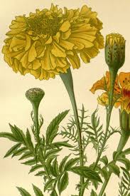 Image result for tagetes)