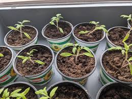 Tomaten schritt für schritt selber ziehen wann soll ich tomaten aussäen? Tomaten Pflanzen Aussaat Bis Ernte Und Saatgutgarteln