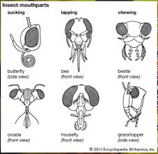 Among these were the spu. Insect External Anatomy Biology Quiz Quizizz
