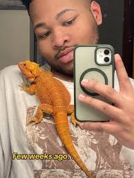 What Does It Mean If Bearded Dragons Change Colors