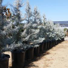 Image result for Cupressus arizonica